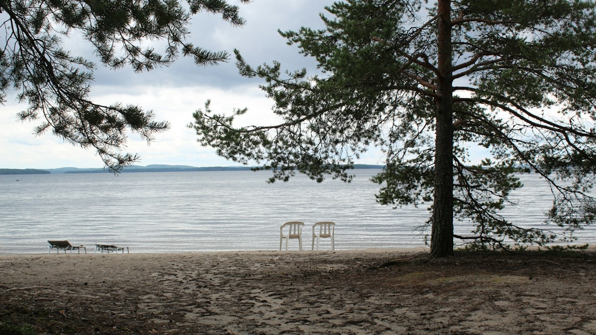 a chair and a tree on a beach